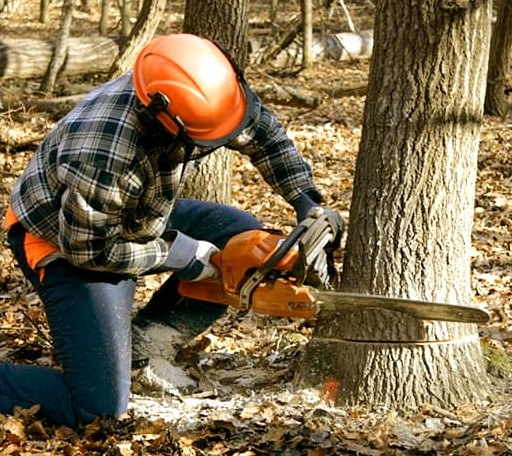 Tree Removal in Roanoke, IN